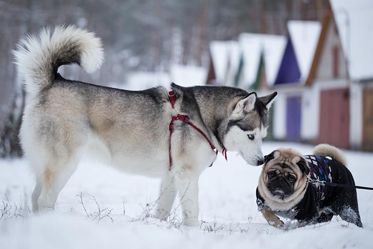 un Husky et un Bouledogue qui porte un manteau