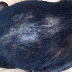 un chien atteint d'un problème de peau sur le dos