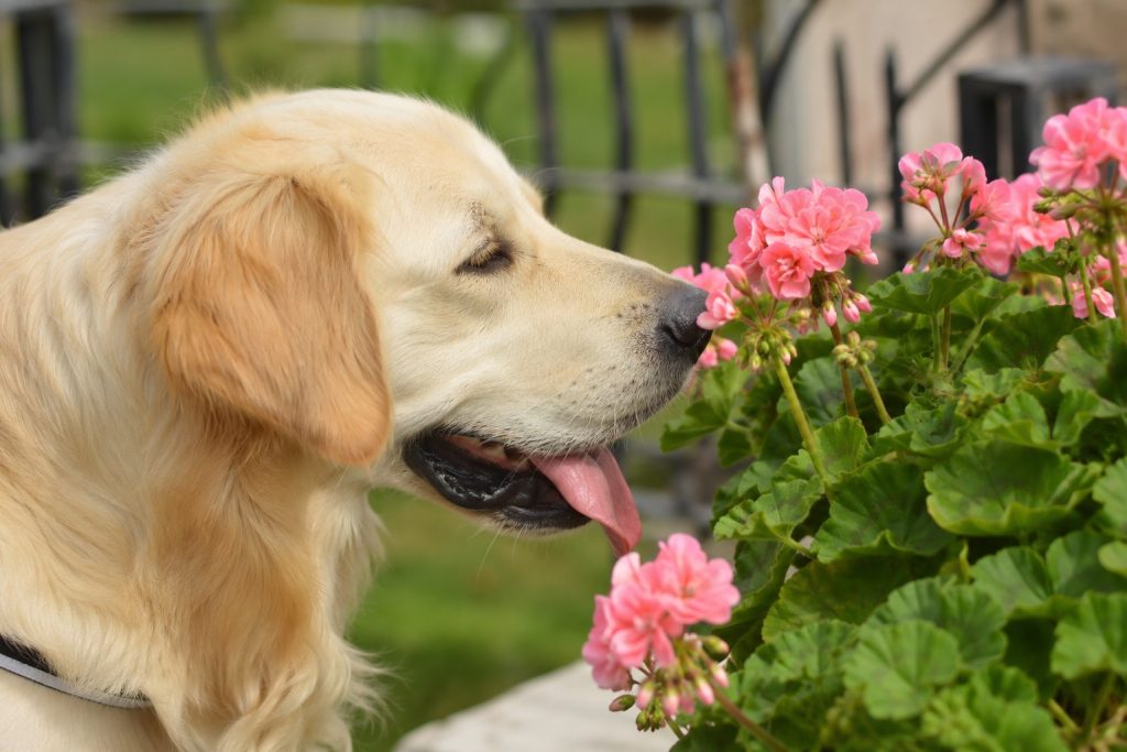 un chien en train de sentir des géraniums