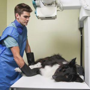 examen vétérinaire chien