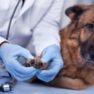 Examen vétérinaire de la patte d'un chien