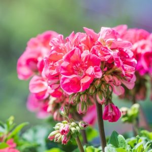 geranium