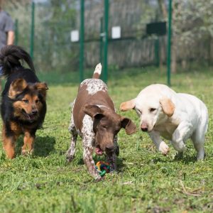un groupe de chiens qui jouent