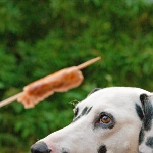 un dalmatien qui s’apprête à manger une saucisse