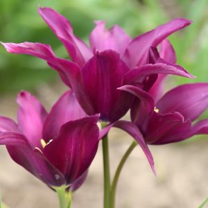 lys
