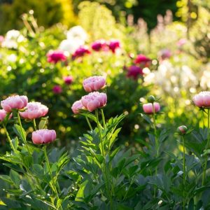 pivoines