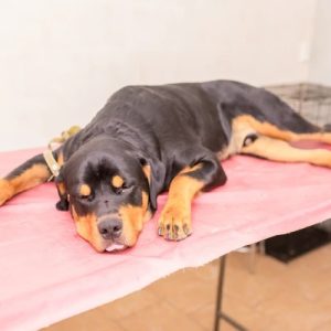 un chien couché sur une table