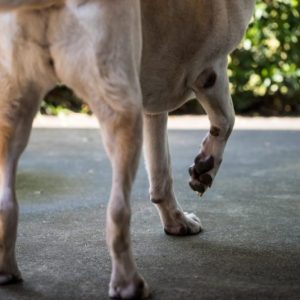 un chien qui se tient sur trois pattes