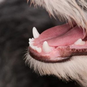 un chien avec un ulcère sur la lèvre