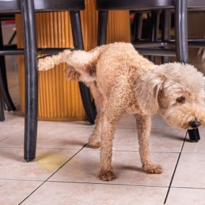 un chien qui urine à l'intérieur