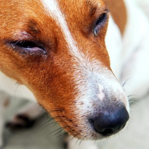 un chien avec les yeux qui coulent