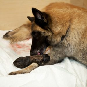 une chienne qui lèche un chiot