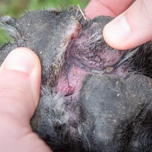 un chien atteint d'une infection à levures des coussinets