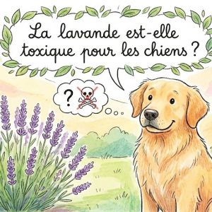 lavande toxique chien