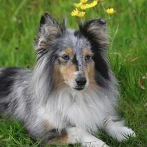 Un Shetland allongé dans l'herbe