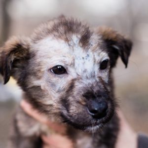 une tête de chiot