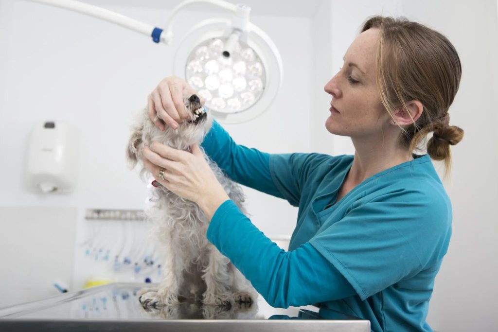 examen vétérinaire des dents d'un chien