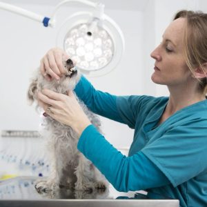 examen vétérinaire des dents d'un chien