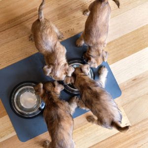 4 chiens qui mangent