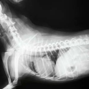 radio d'un chien présentant un affaissement de la trachée