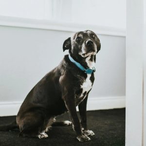 un chien assis dans un coin