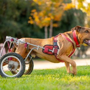 un chien qui se déplace avec un fauteuil roulant