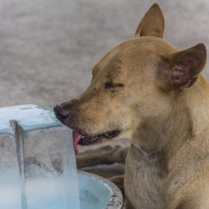 un chien qui lèche de la glace