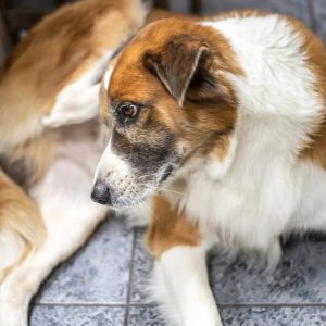 un chien qui regarde sa queue