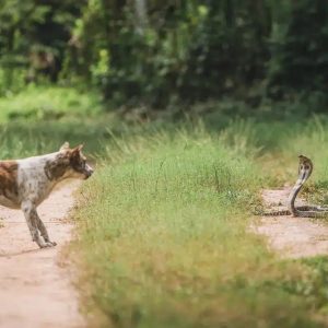 un chien face à un serpent