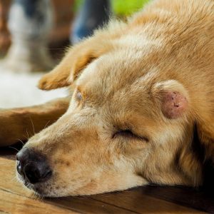 un chien avec une tumeur sur la tête