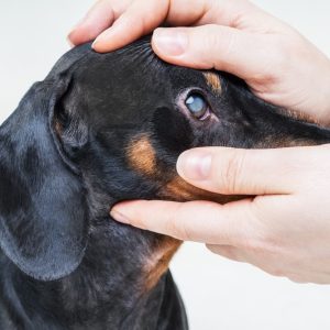 examen de l’œil d'un chien