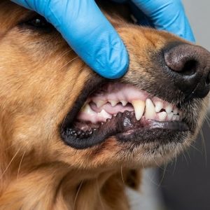 examen vétérinaire des gencives d'un chien