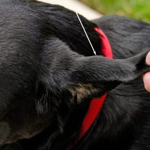 un chien avec un hématome sur l'oreille