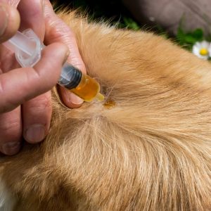 application d'huile de neem sur la peau d'un chien