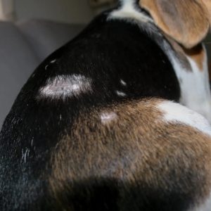 un chien présentant une infection à staphylocoque