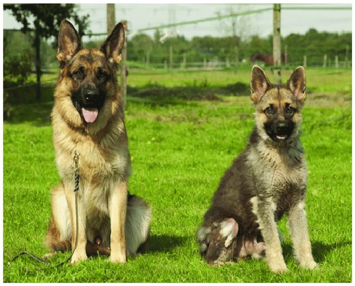 bergers allemands - normal / nain