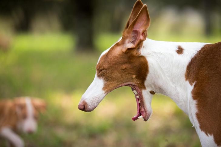 un chien qui baille