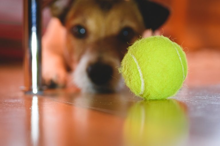 un chien qui joue avec une balle de tennis