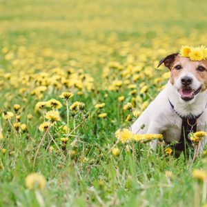 un chien dans un champ de fleurs