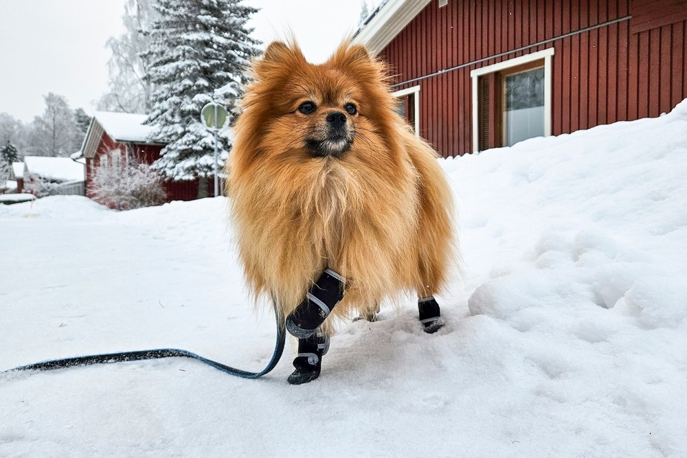 un chien qui porte des bottes pour marcher dans la neige