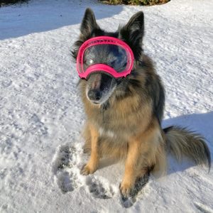 un chien qui porte des lunettes