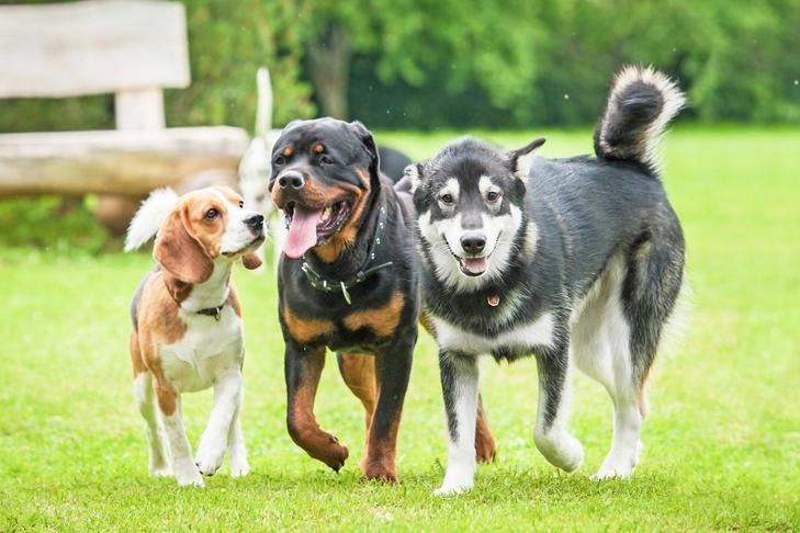 trois chiens