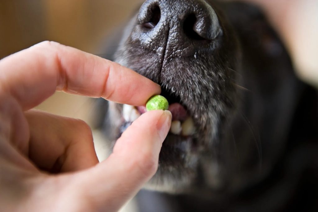 un chien qui mange un petit pois