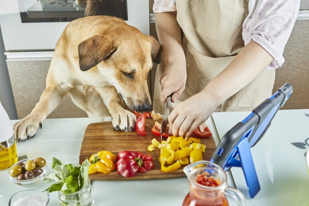 un chien qui aide en cuisine