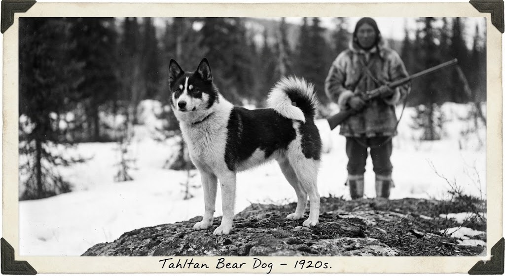 chien-our-tahltan