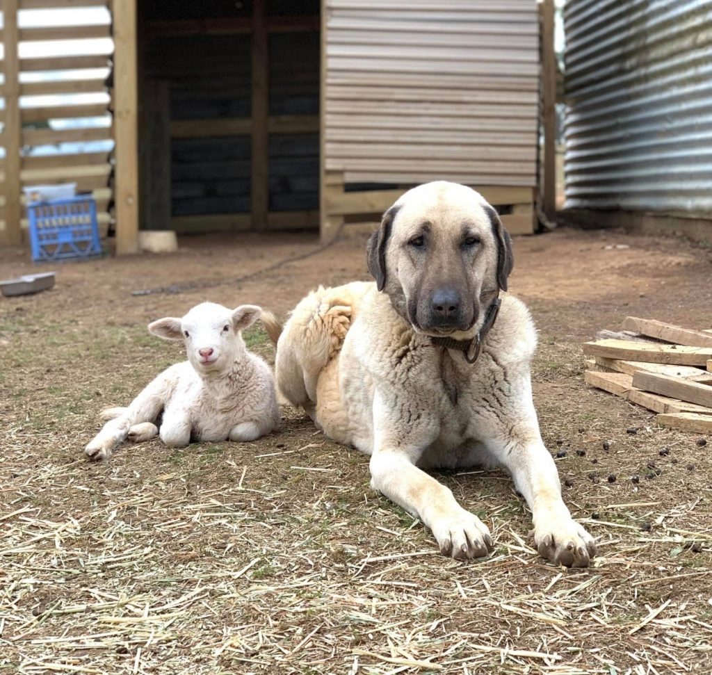 un Kangal à côté d'un mouton