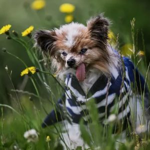 Le chien Lazarre : le doyen des chiens