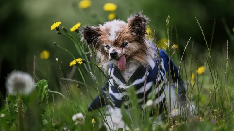 Le chien Lazarre : le doyen des chiens