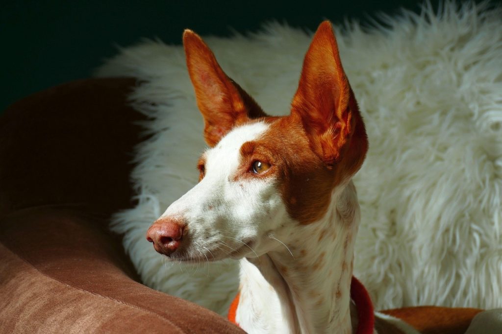 un chien de race Podenco Andaluz