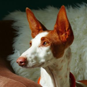 un chien de race Podenco Andaluz